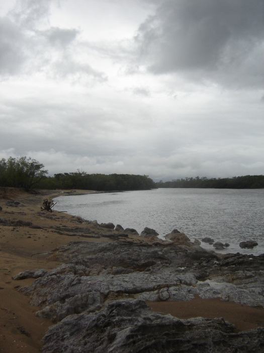 Althaus Creek at Saunders Beach where mangroves line both sides in the intertidal zone. March 2011.